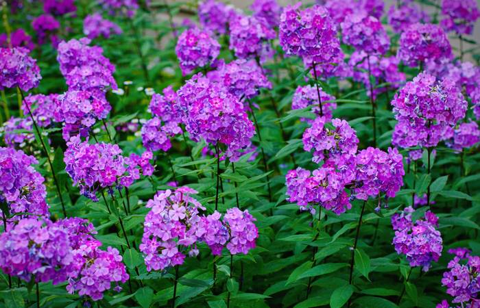 Phlox liebt halbschattige Standorte, ist aber ursprünglich in sonnigeren Gebieten zu Hause. ( Foto: Adobe Stock- mashimara)