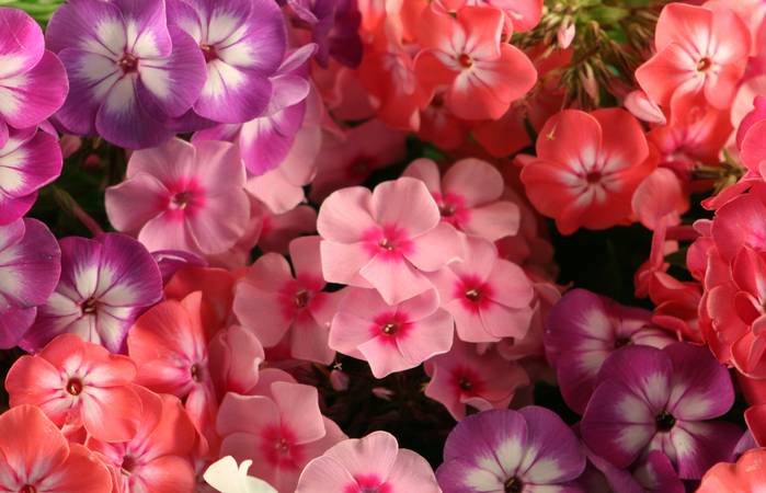 Halbschatten ist für den Phlox der ideale Standort, da er so auf jeden Fall vor Austrocknung geschützt wird. (Foto: Adobe Stock- Elena Blokhina)