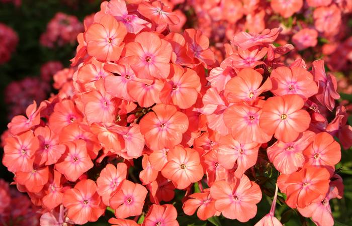 Anmutig präsentiert der Phlox seine außergewöhnlichen Blütenköpfe (Foto: Adobe Stock- Sergey)