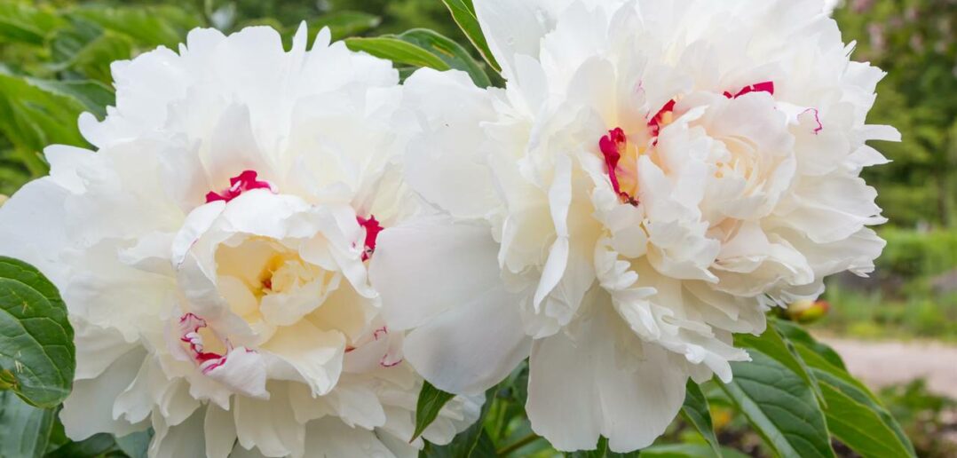 Staudenpfingstrose (Paeonia officinalis): die elegante, sonnenliebende Staude (Foto: Adobe Stock-SusaZoom)