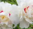 Staudenpfingstrose (Paeonia officinalis): die elegante, sonnenliebende Staude (Foto: Adobe Stock-SusaZoom)