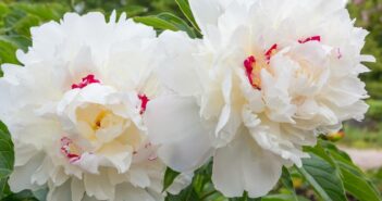 Staudenpfingstrose (Paeonia officinalis): die elegante, sonnenliebende Staude (Foto: Adobe Stock-SusaZoom)