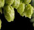Ernteprognose: Wird die Hopfenernte 2023 den Ertrag von 2022 (Foto: AdobeStock - kinomaster)