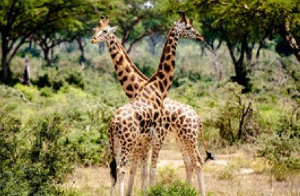Giraffen kehren triumphierend in angolanischen Nationalpark (Foto: AdobeStock - marziafra 225818672)