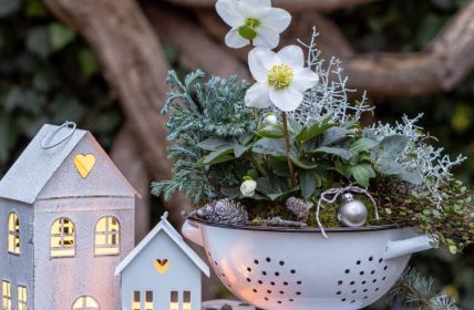 Dekorative Weihnachtspflanzen für festliche Haus- und (Foto: AdobeStock 549812139  Natalia Greeske)