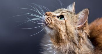 Deutscher Tierschutzbund warnt: H5N1 minimalisches Ansteckungsrisiko aber nicht (Foto: AdobeStock - fantom_rd - 112606090)