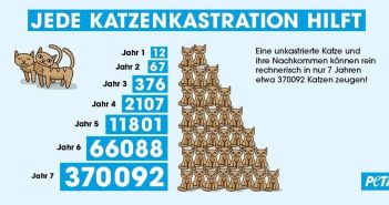 Landkreis Günzburg führt verbindliche Katzenschutzverordnung ab September 2026 (Foto: PETA)